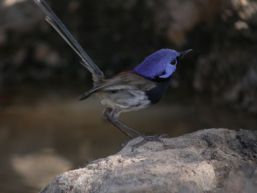 Bluebreasted.jpg?imgmax=512 (26921 bytes)
