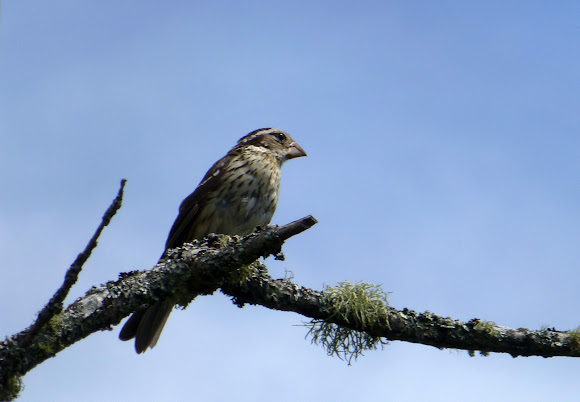 Spotting Image 1