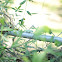 Green Anole