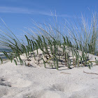 Sea Spurge
