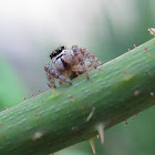 Jumping Spider