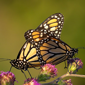 by Shelley O'Connell - Wildlife Insects & Spiders