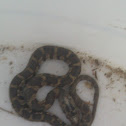 Northern Water Snake