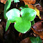 Liverleaf, Leberblümchen