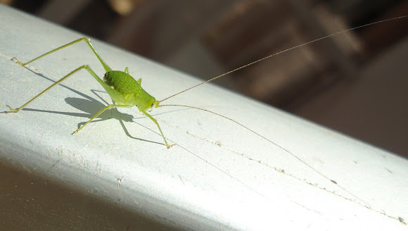 Spotting Image 1