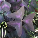 False Shamrock 