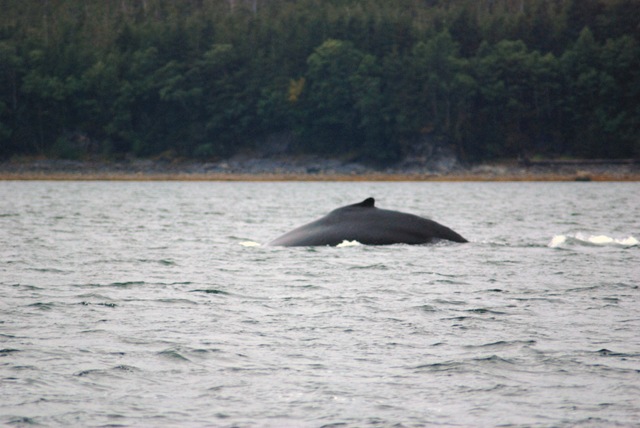 [Alaska 0908 004 Humpback Whale[2].jpg]