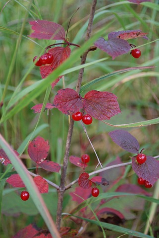 [Alaska 0908 066 Berries[2].jpg]