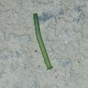 Geometrid Moth Caterpillar
