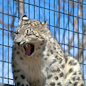 Snow Leopard