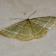 Nemoria leptalea