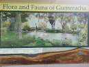 Flora and Fauna of Gumeracha