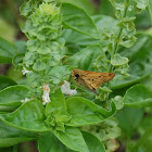 Fiery skipper
