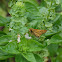 Fiery skipper