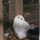 Snowy Owl