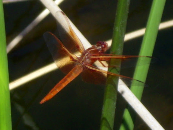 Spotting Image 1