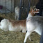 Lama