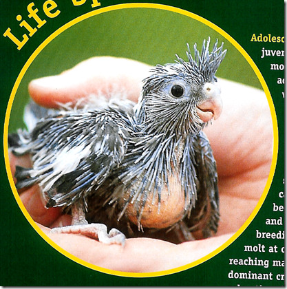 Babybird