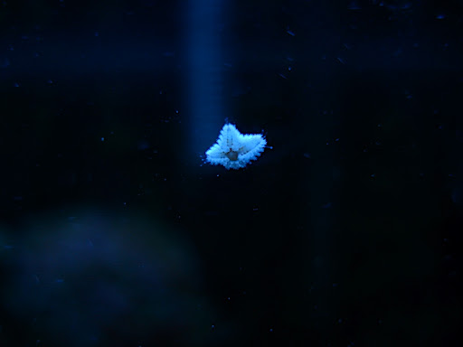 killer starfish