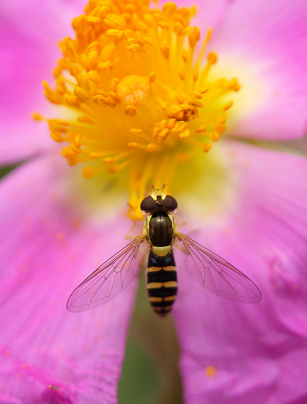 Sírfido (Hoverfly)