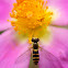 Sírfido (Hoverfly)