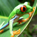 Red-eyed Treefrog