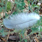 Feather