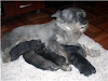 Cachorros Schnauzer