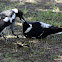 Australian Magpie