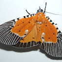 Owlet Moth