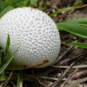 Lycoperdon marginatum