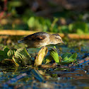 Wren-like Rushbird