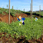 Mezfank's Vegetable garden