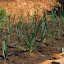 Leeks