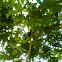 Castor plant