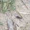 Robber Fly