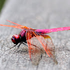 Crimson Marsh Glider