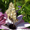 Painted lady