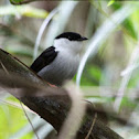 White-bearded Manakin