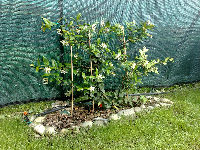 29062008339.jpg
