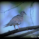 Spotted Dove