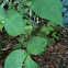 Jack-in-the-pulpit