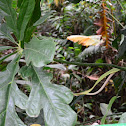 Anthurium