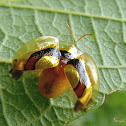 Ringed tortoise beetle