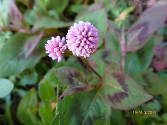 Spotting Image 1