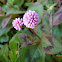 Pink knotweed