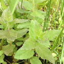 Wild Mint