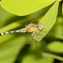 Ground Skimmer