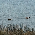 Northern Shoveler