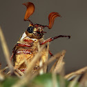 Giant 10 lined chafer beetle